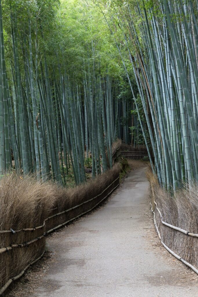 嵐山竹林小徑