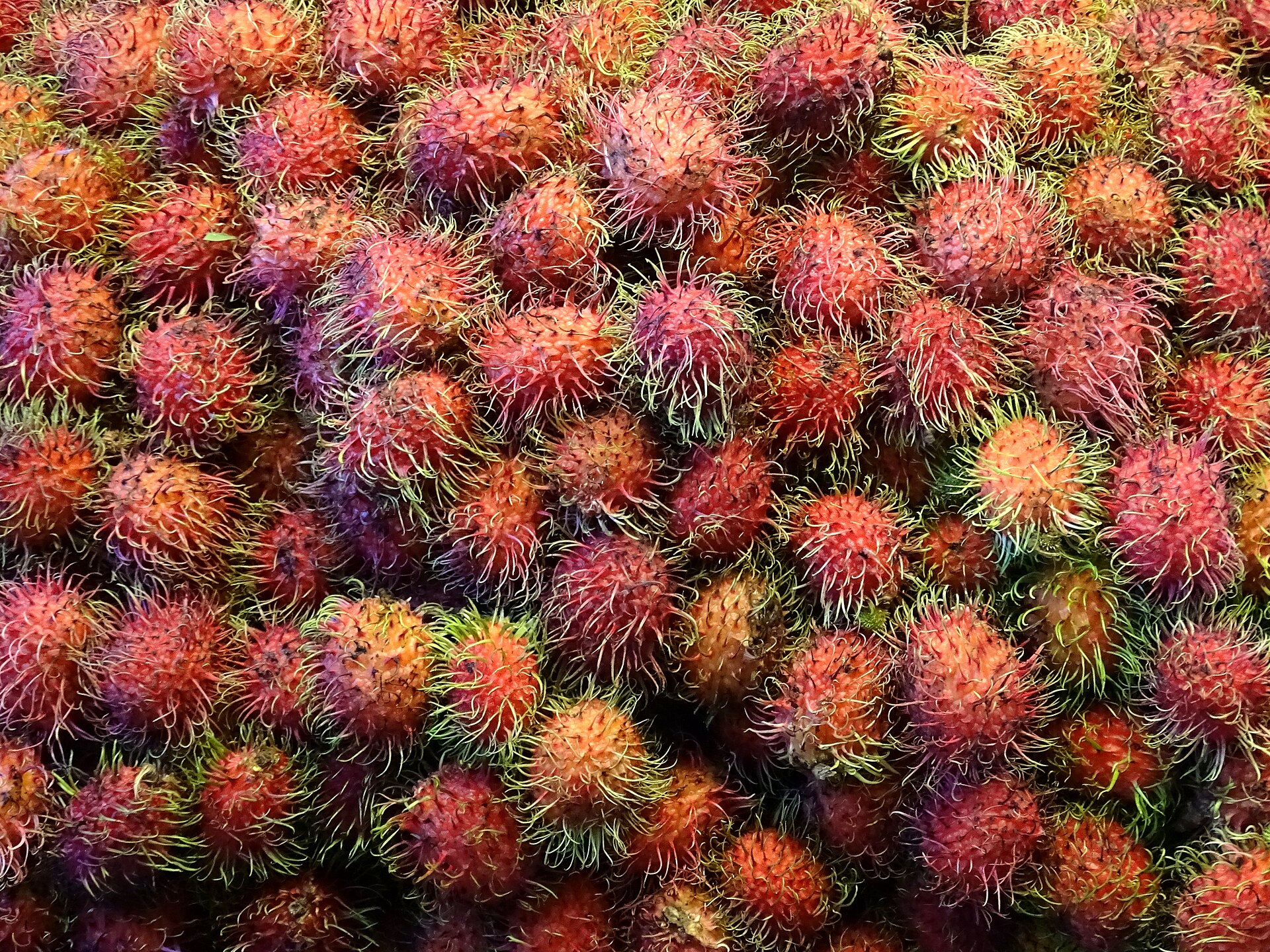 紅毛丹外殼有刺看起來嚇人,剝開其實很好剝。