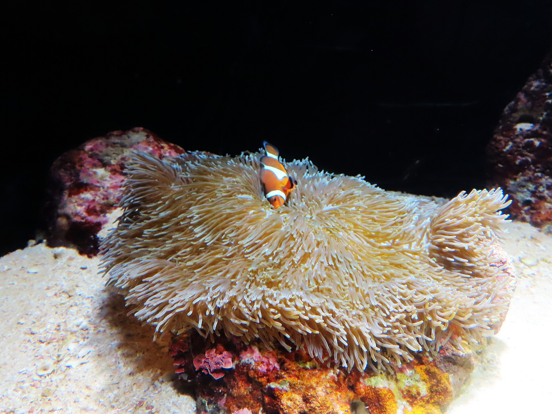 沖繩美麗海水族館大水槽