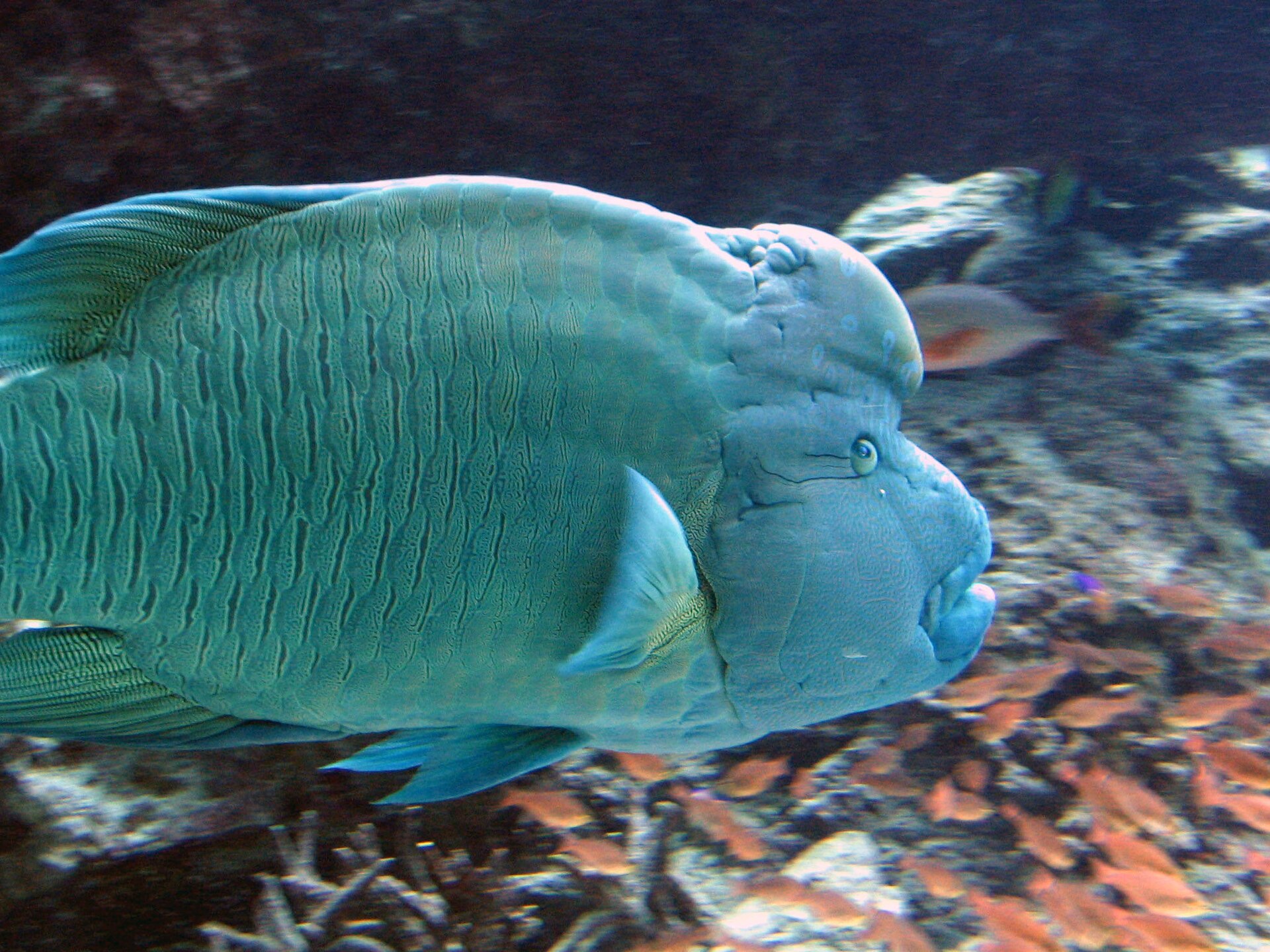 沖繩美麗海水族館，決定要不要租車的關鍵景點