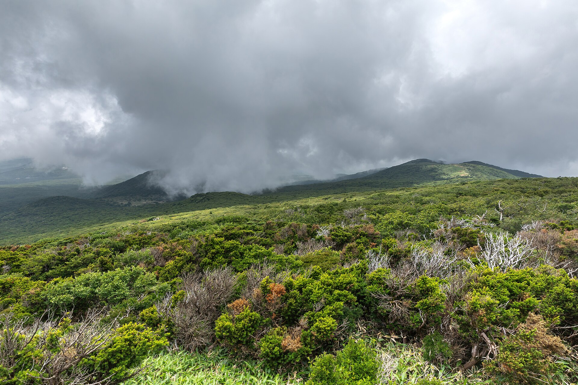 漢拏山登山季節 靈室步道植被